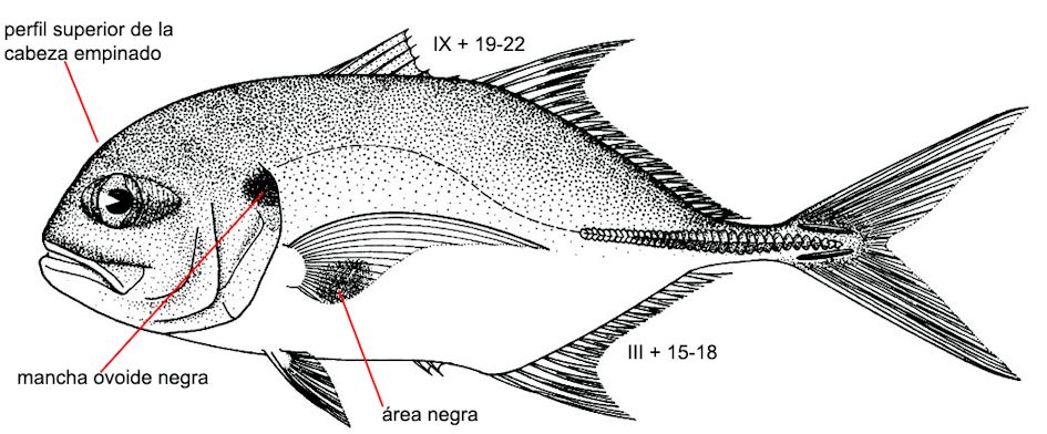Caranx hippos_003.jpg